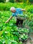 Elderly man farmer harvesting cucumbers in the vegetable garden