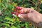 The elderly man - farmer picks and care of ornamental honeysuckle bush flowers which grows near the fence