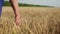 Elderly man farmer walks through the wheat field and touches ears with his hand
