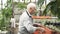 Elderly man gardener in uniform checking choosing the best plants and putting them in a box in a greenhouse.