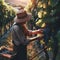 Elderly Man Handpicking Grapes in a Vineyard During Early Autumn Harvest