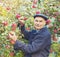 Elderly man harvesting apples