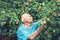 Elderly man harvesting apples