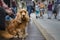 elderly man holds an English cocker spaniel on leash while sitting on street