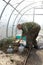 Elderly man loosening soil in greenhouse