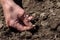 An elderly man planting seeds in the garden