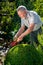 An elderly man with scissors for cutting bushes shear boxwood in shape of ball