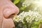 An elderly man sniffs blooming bird cherry and does not experience allergies. A person`s nose sniffs a sprig of cherry flowers.