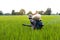 Elderly man is spraying fertilizer in rice fields.