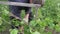 An elderly man takes care of plants in the garden