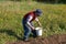 Elderly man takes several potatoes from a bucket for planting in a garden bed