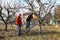 Elderly man and woman are cutting branches, pruning fruit trees with shears