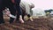 An elderly man and woman are planting onion seedlings on the garden bed.