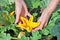 The elderly peasant woman farmer holding in his hand a big f