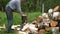 Elderly person is steadily chopping birch logs with an ax