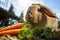 elderly rabbit munching on carrot