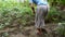 Elderly retired Indian man tending to his backyard garden, digging soil, and planting vegetables