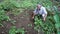 Elderly retired Indian man tending to his backyard garden, digging soil, and planting vegetables