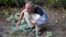 Elderly retired Indian man watering his backyard garden, digging soil, and planting vegetables. Embracing the joy of gardening in