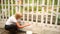 Elderly senior gardener woman paints wooden fence white color at summer farm countryside outdoors using paint brush