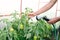 Elderly senior hands watering plants with hose in garden greenhouse. Drops of water on unripe bell peppers. Farming, gardening,