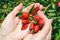 Elderly senior woman harvesting picking ripe briar eglantine red forest berries