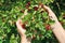 Elderly senior woman harvesting picking ripe briar hawthorn  red forest berries