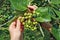 Elderly senior woman harvesting picking unripe green  hawthorn garden berries