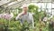 Elderly smiling male gardener showing thumb up in the greenhouse. The concept of gardening, agriculture and agriculture.