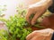 Elderly woman cleaning parsley in the kitchen