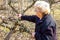 Elderly woman is cutting branches, pruning fruit trees with shears