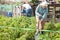 Elderly woman digs up potatoes in the garden