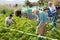 Elderly woman digs up potatoes in the garden