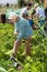 Elderly woman digs up potatoes in the garden