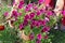 The elderly woman - farmer picks and care of purple petunia  garden flowers on summer bed