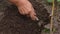 An elderly woman gardener loosens hard soil. Soil cultivation: how loosen compacted soil.