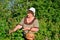 Elderly woman gathering raspberries in the garden