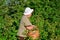 Elderly woman gathering raspberries in the garden