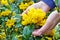 An elderly woman  gently hold in hand  a first spring yellow Holly flowers