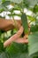 Elderly woman hands picking up cucumbers