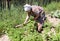 Elderly woman hilling potatoes