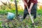 Elderly woman hoeing vegetable garden soil, new growth season on organic farm.