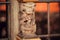 Elderly woman, market trader in sculpture on wall of the15th century Rathaus building