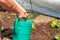 An elderly woman\'s hand uses a watering can to water a young Peking cabbage growing in a greenhouse