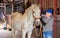 Elderly woman stable owner stroking white purebred horse