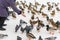 An elderly woman stands and feeds wild Siberian ducks, mallards, next to pigeons
