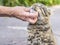 An elderly woman strokes and plays with a tabby cat.