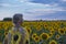 elderly woman sunflower field admires the sunset sky