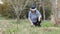 Elderly woman using garden tool for cutting dry branches on trees in garden