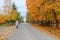 Elderly woman is walking through countryside road full foliage along the colorful autumn park